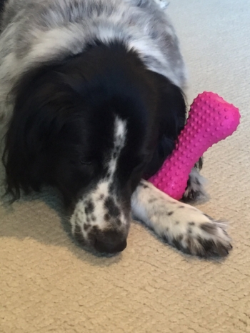 He still loves his toys, especially pink ones