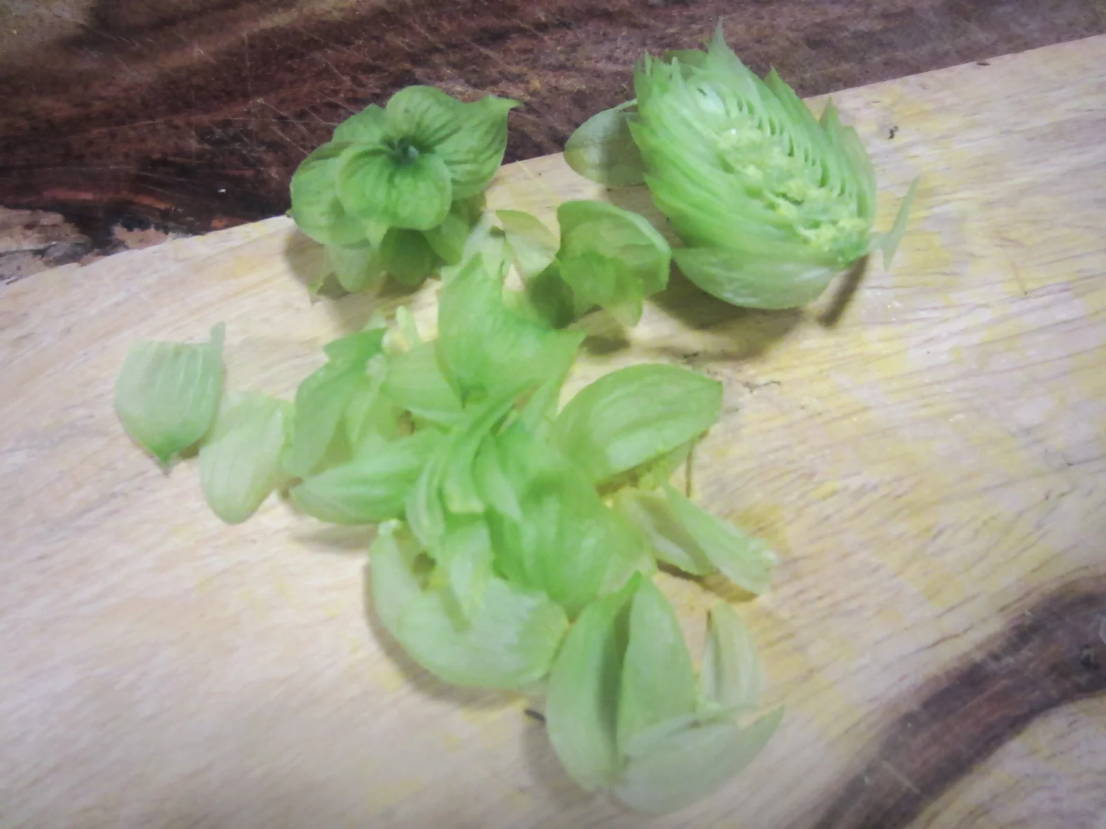 IMG_6074-cascade-hops-Aug2016.jpg