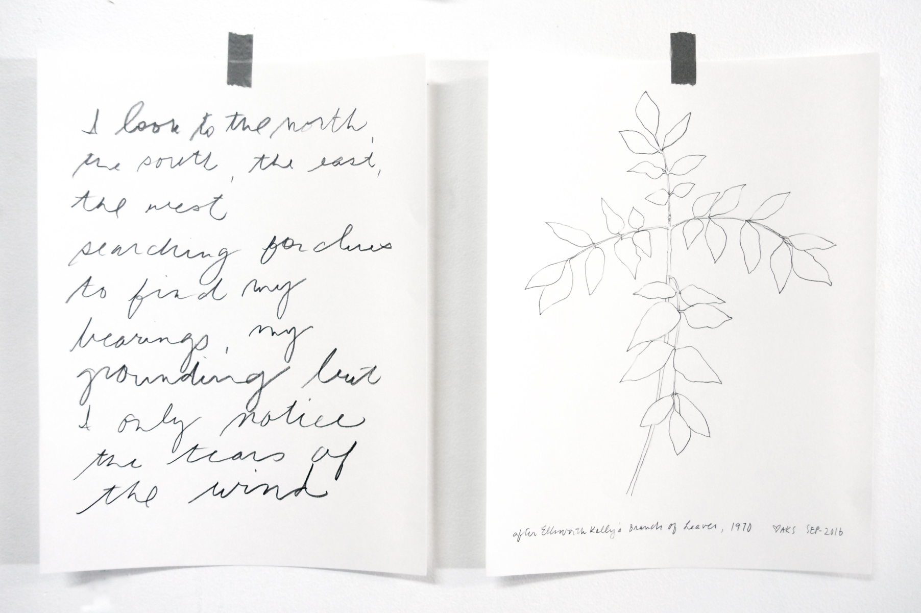 Drawing after Ellsworth Kelly's Branch of Leaves, 1970