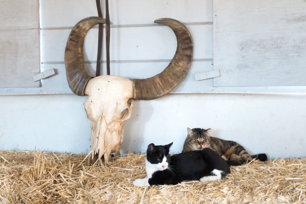 barn-cats.jpg