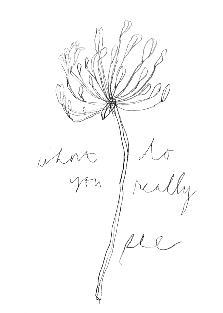 Agapanthus: Pause, close your eyes and take 3 deep breaths. What do you see when you open your eyes?