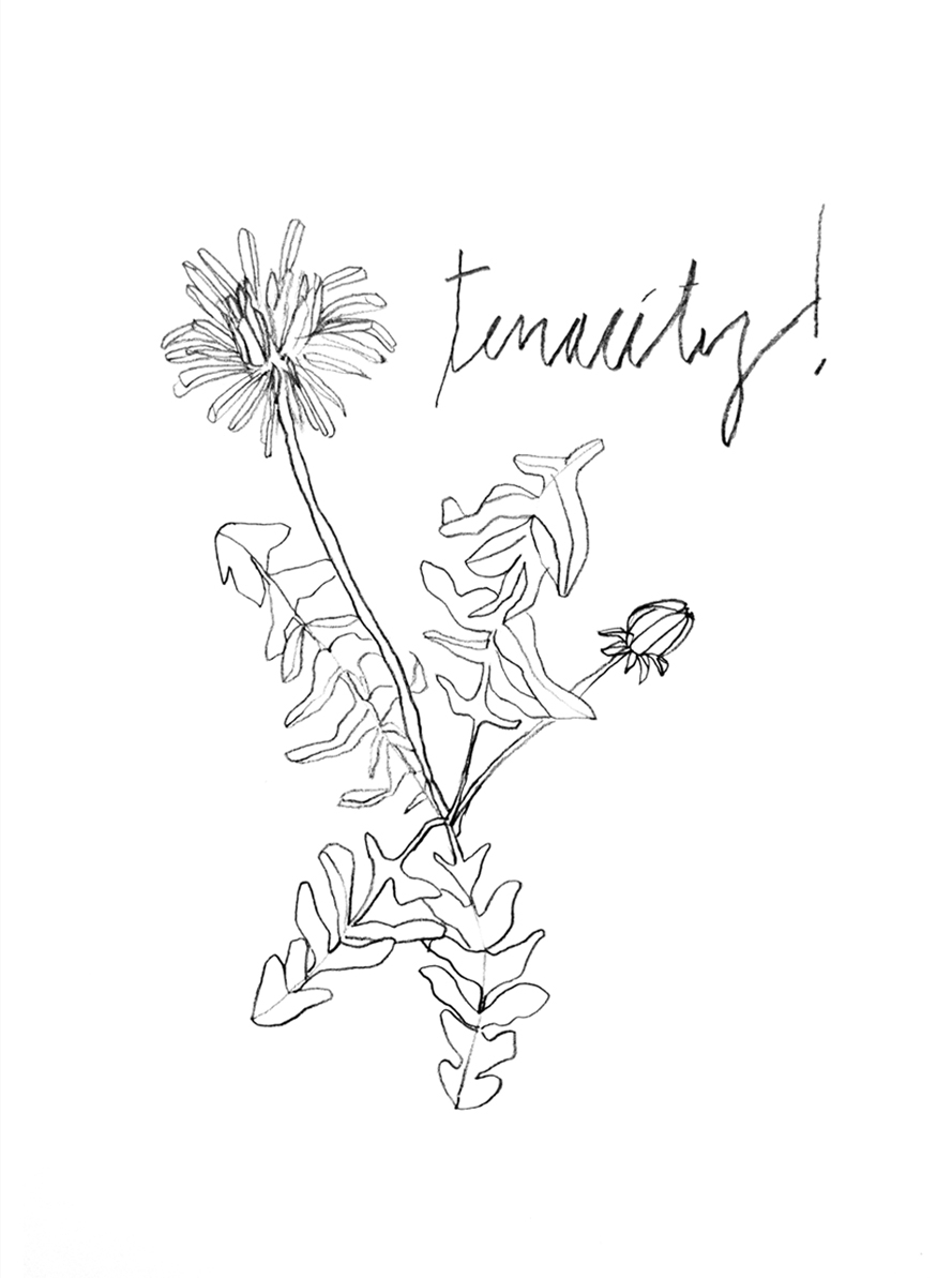 Dandelion: Can you take a moment to appreciate the time and effort required to nurture the things you truly love?