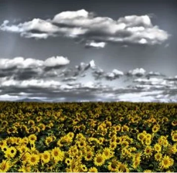 ...I took the image of the sunflowers and found a picture that also represents dreams.