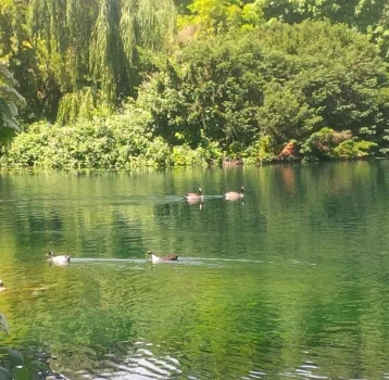 Cat's Gratitude for NatureNoticed the ripples behind the ducks as they moved through the pond. Nature is ever changing as the trees go through the seasons. Grateful that life is ever changing as we learn lessons. If life never changed we'd be stuck …