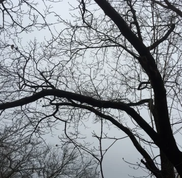 Anne's gratitude story: RetirementI just walked out and took a close look at my winter garden. This dogwood tree looks very calm, peace and beautiful although nothing on it, no leaves, no flowers . And it looks pretty alive too in a different way. I…