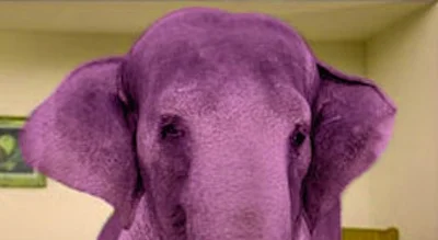 thumbnailPinkElephant.jpg