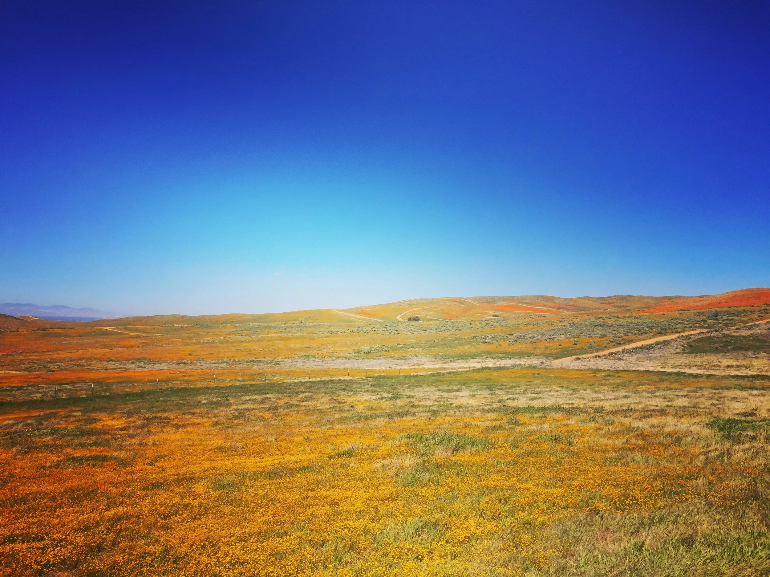 superbloom.JPG