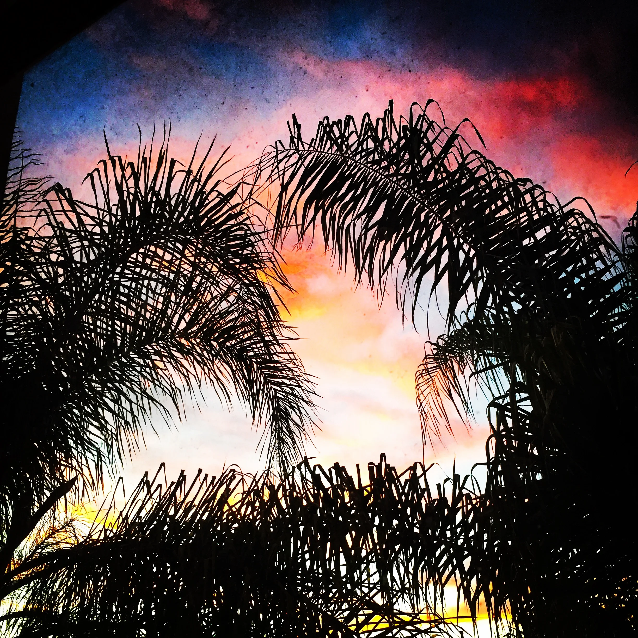 palmtrees.JPG