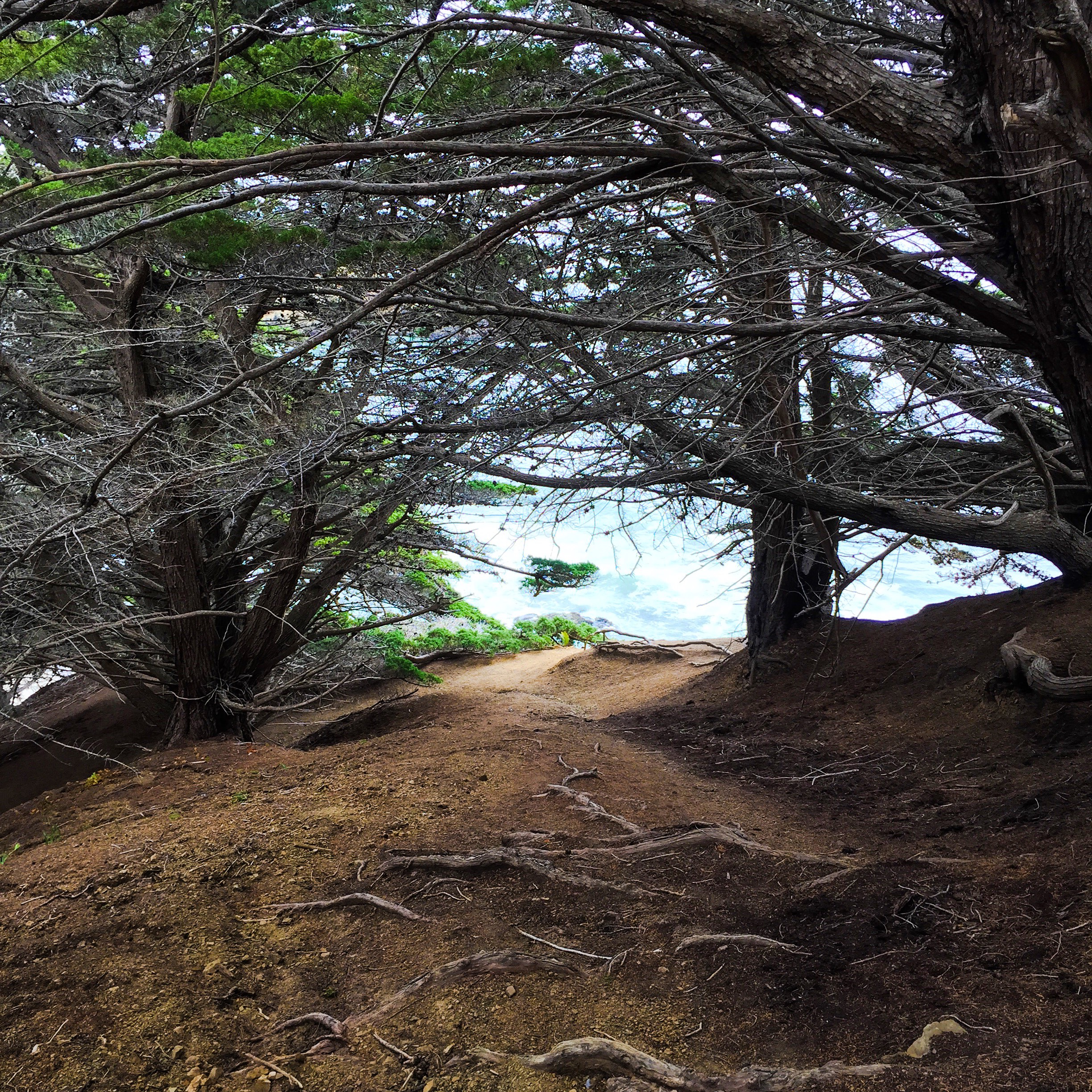 bigsur_trees.JPG