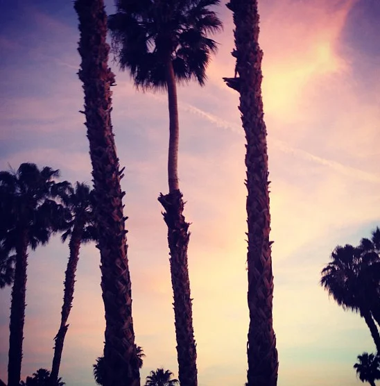 desertpalms.jpg