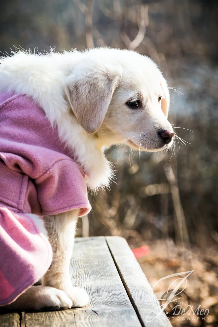 20190203-JDP_1593 - Copy.jpg