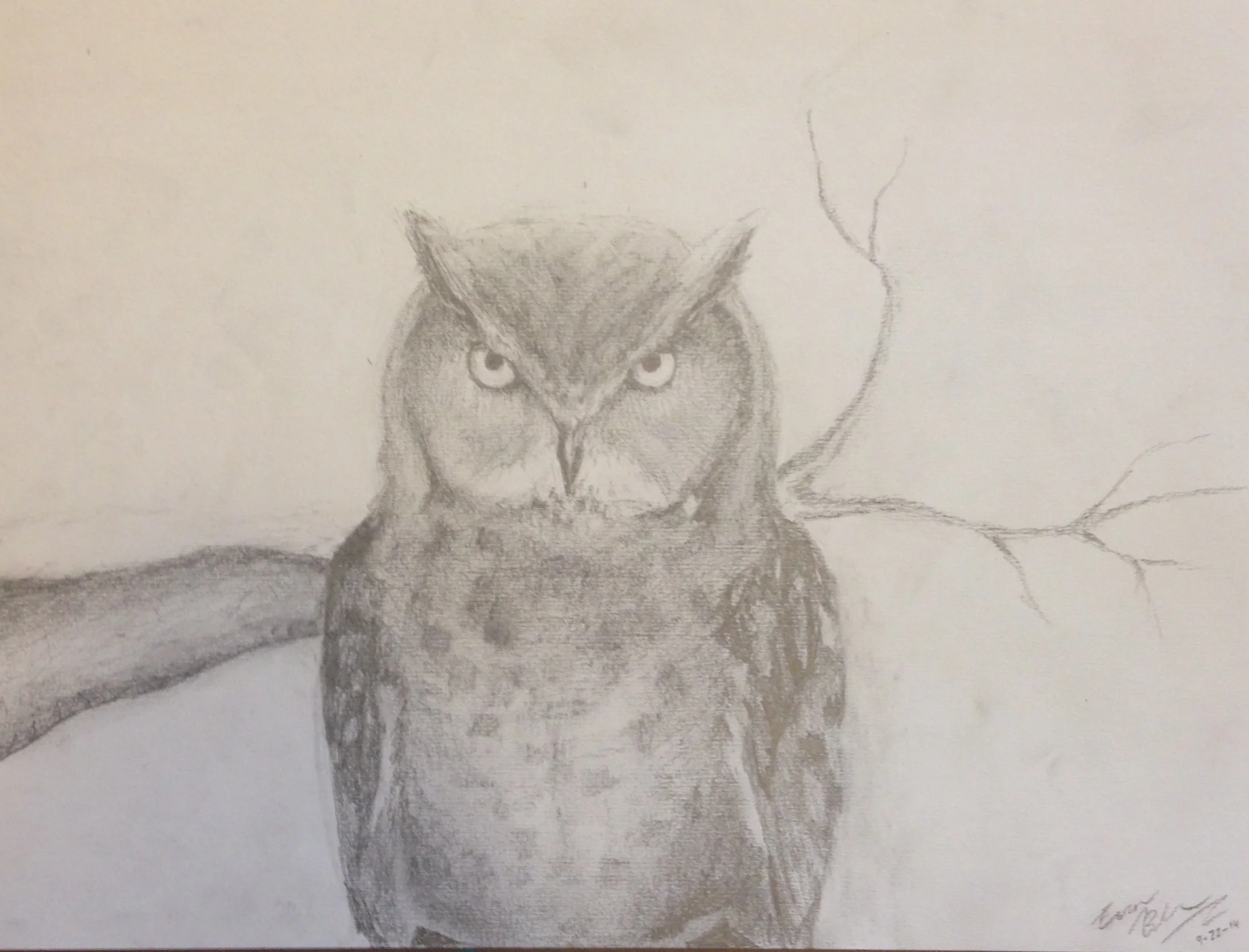 Owl, 2014