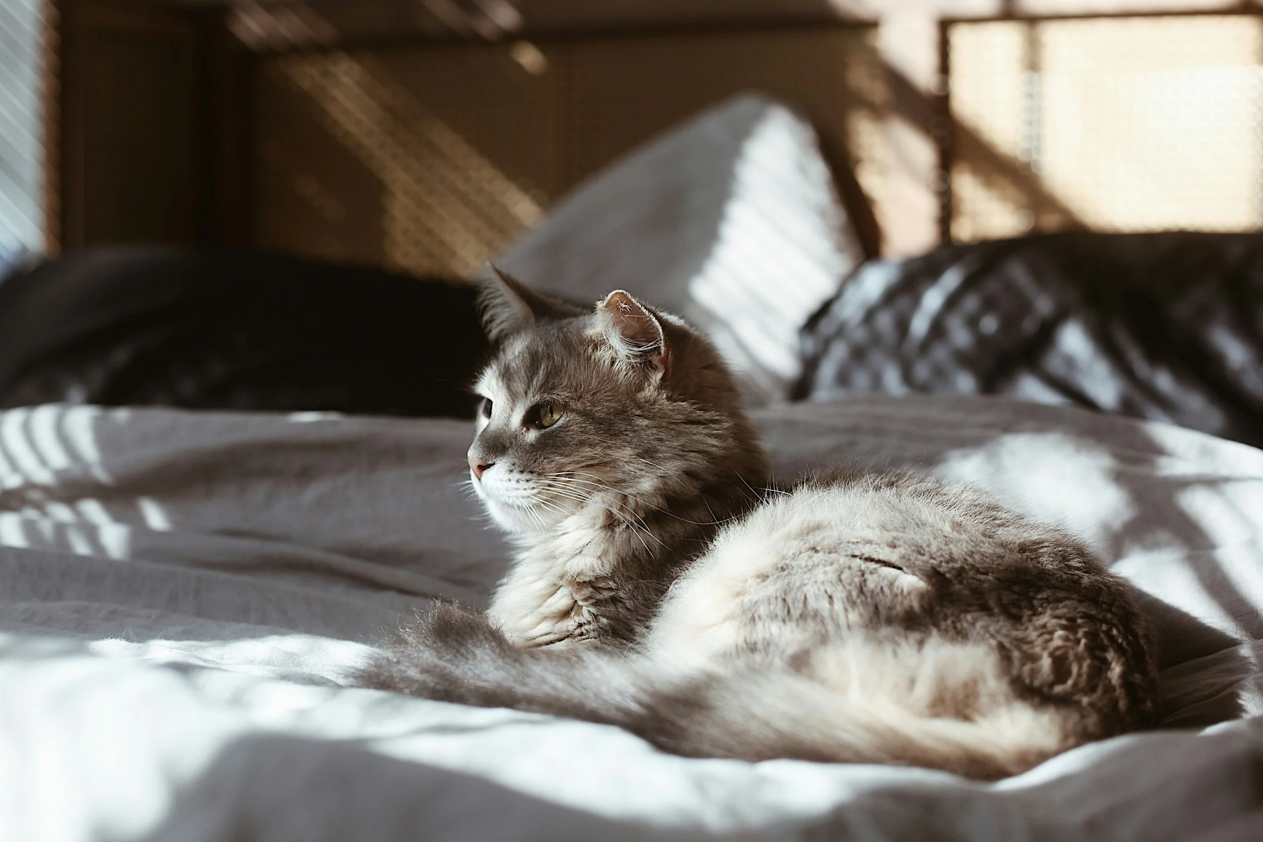 Why Making Your Bed Every Morning Is More Powerful Than You Think