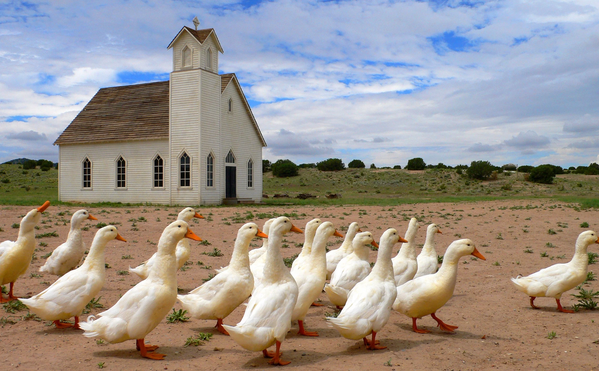 BonanzaDucks.jpg