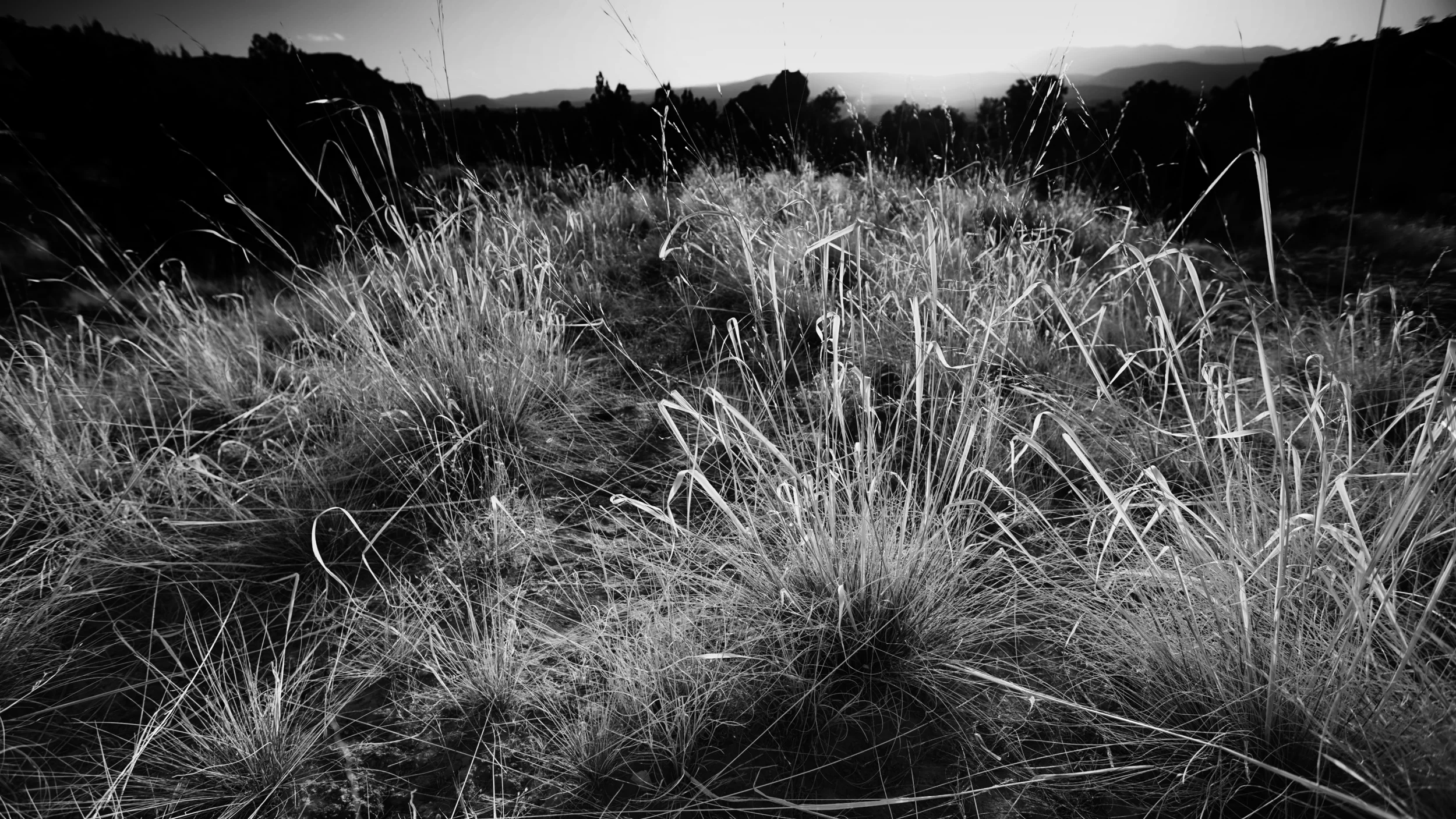 PrairieGrass.jpg