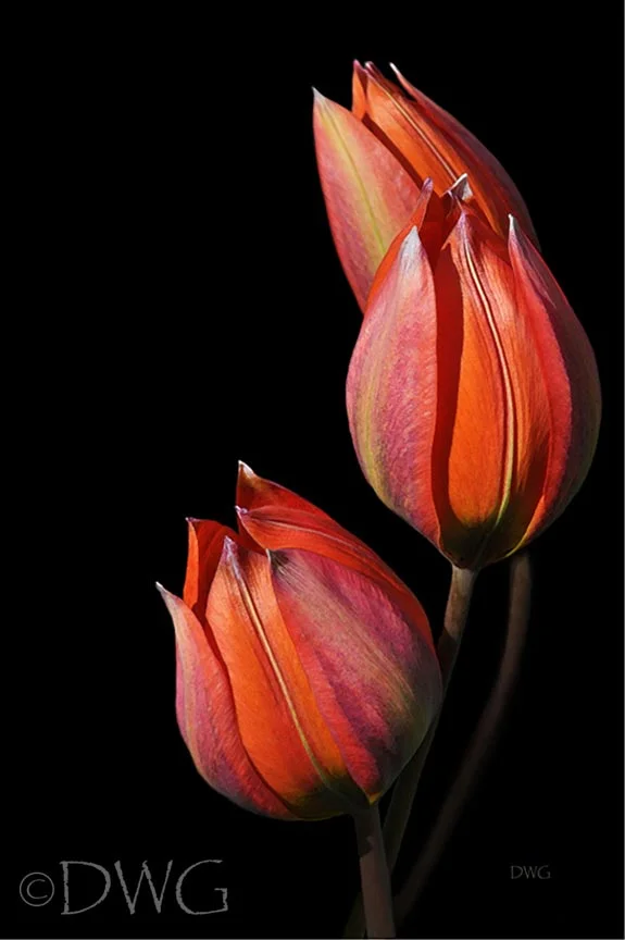 045 Tulip Trio