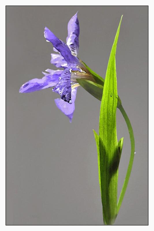 F 268 Iris tectorum 3rd dark copy web.jpg
