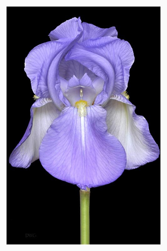 K 263 Iris violet 2 web.jpg