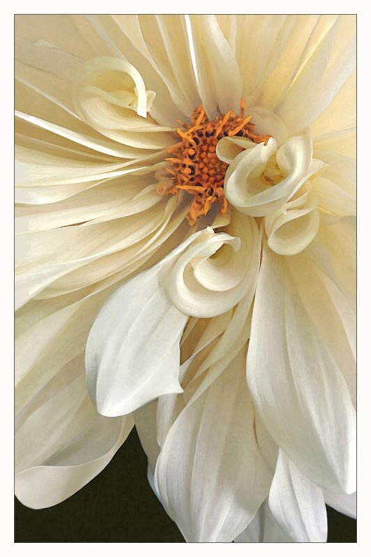 M 214 Dahlia Cream web.jpg