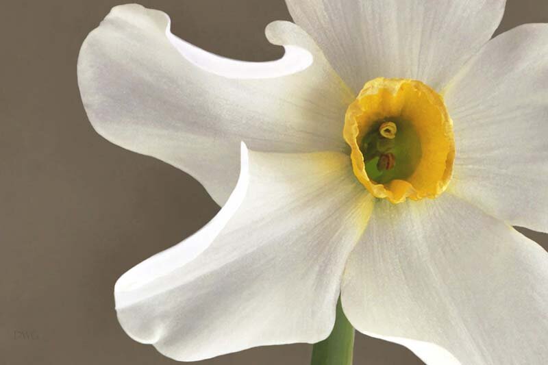 284 Narcissus Crop