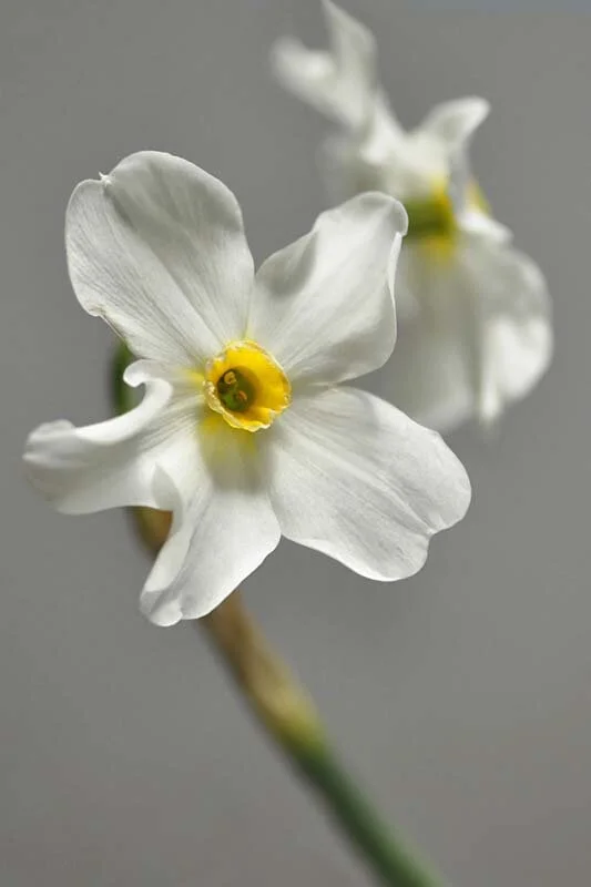 501 Narcissus Schultz