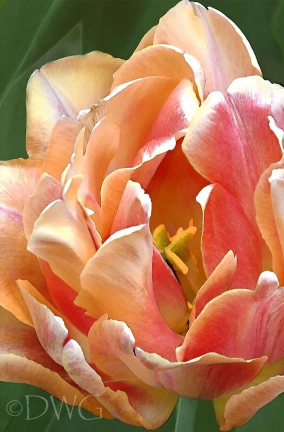 563 Peach Tulip
