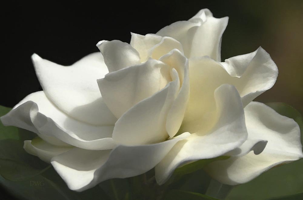 121A Gardenia26.jpg