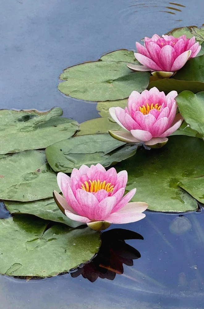 562 Water Lilies 3