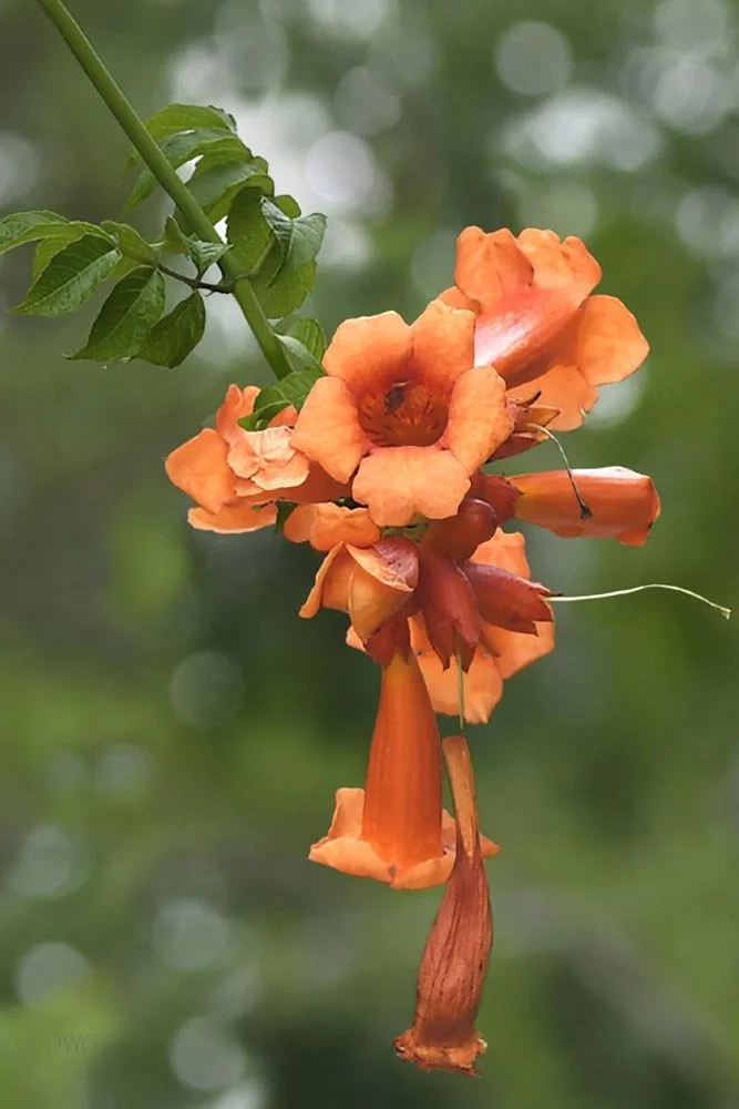 606 Trumpet Vine
