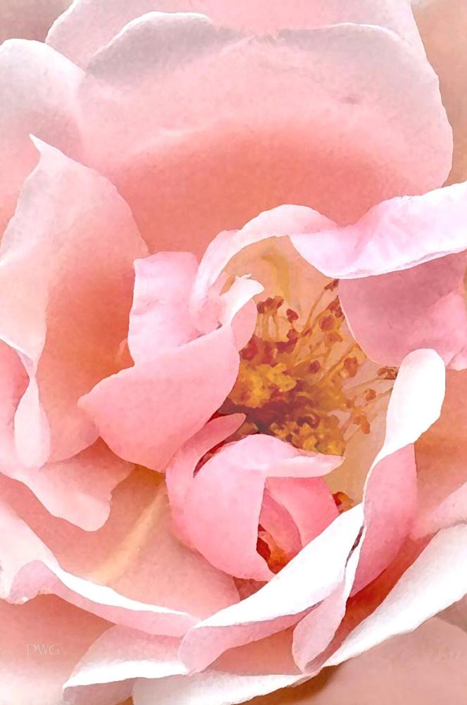 607 Rose Lourmarin