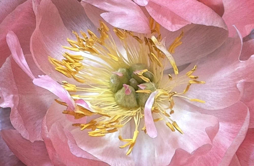 113 Peony