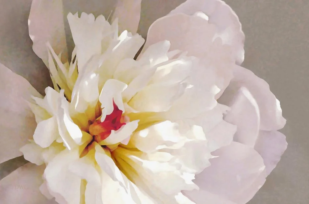 025 Peony pinkwhite