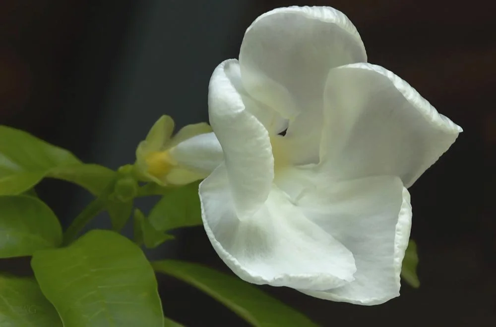 608 Wh Diplandenia.jpg