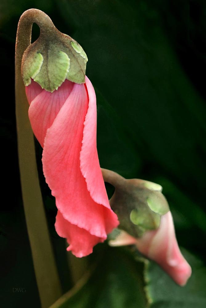 124 Cyclamen Opening.jpg