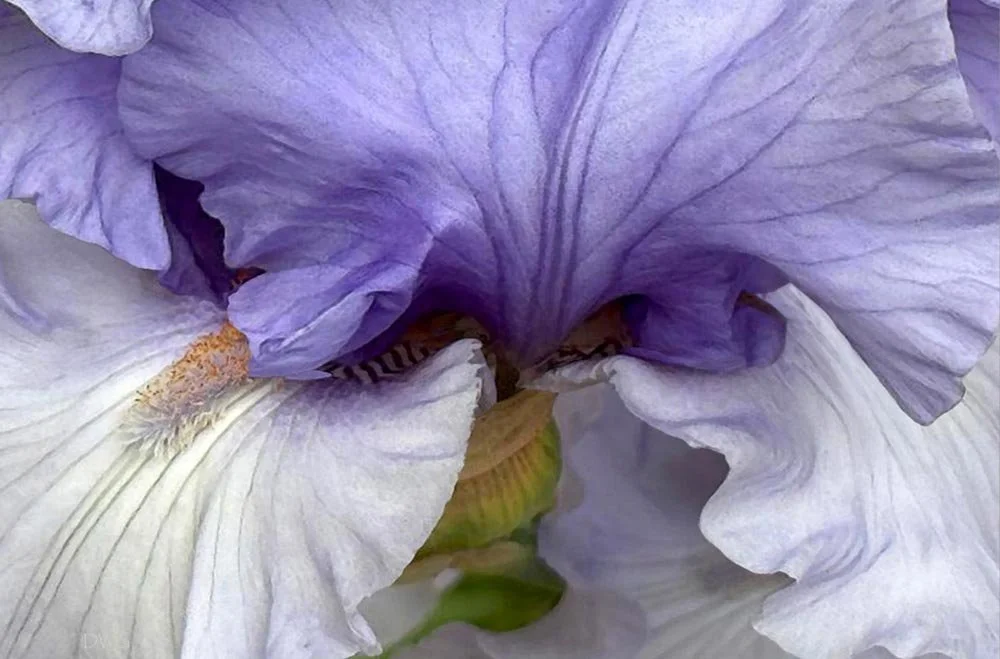 136 Iris full.jpg