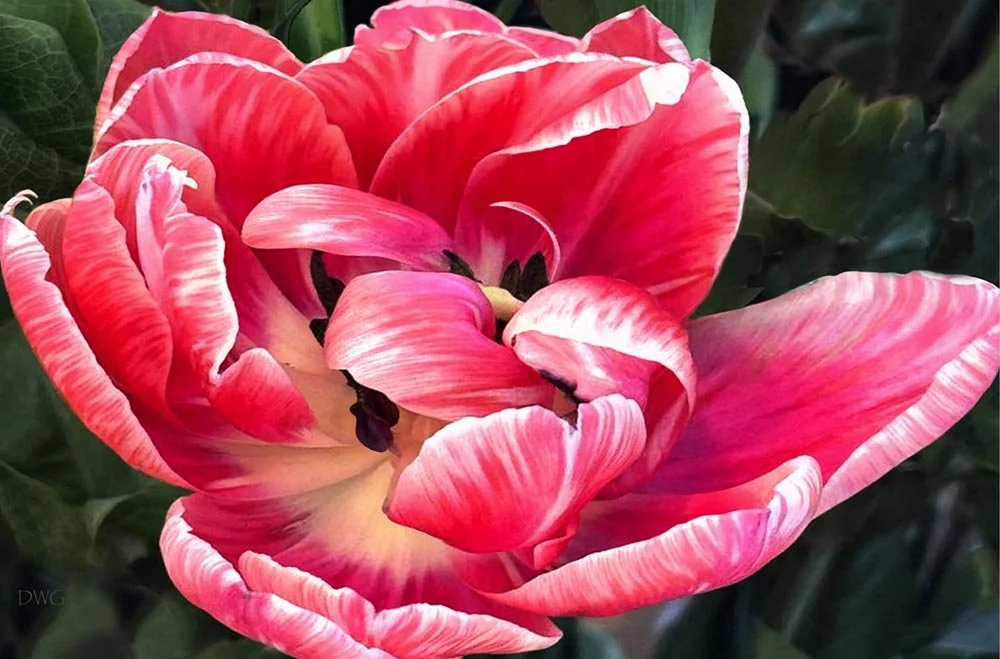 548 Peony Tulip.jpg