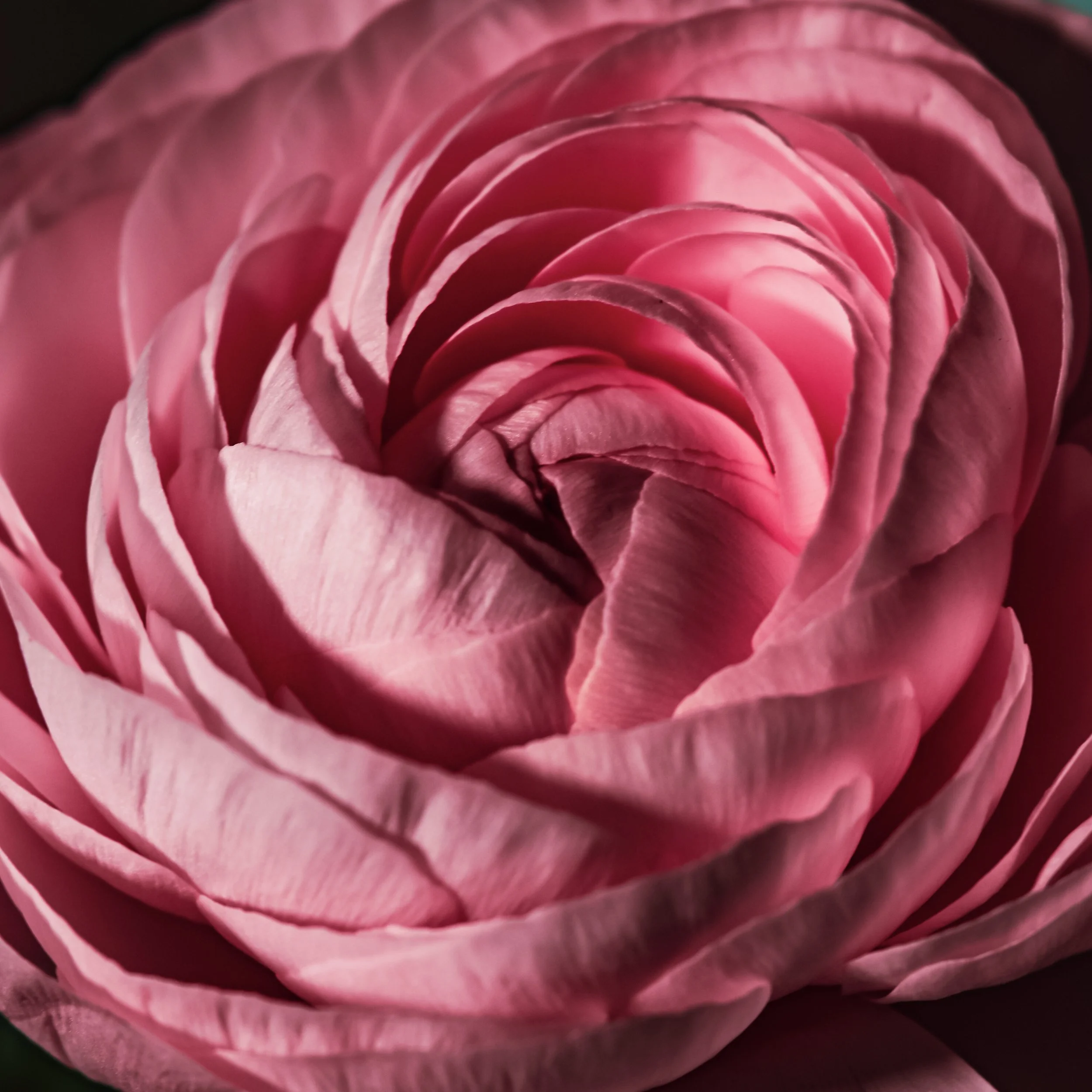 Pink Peony square.jpg