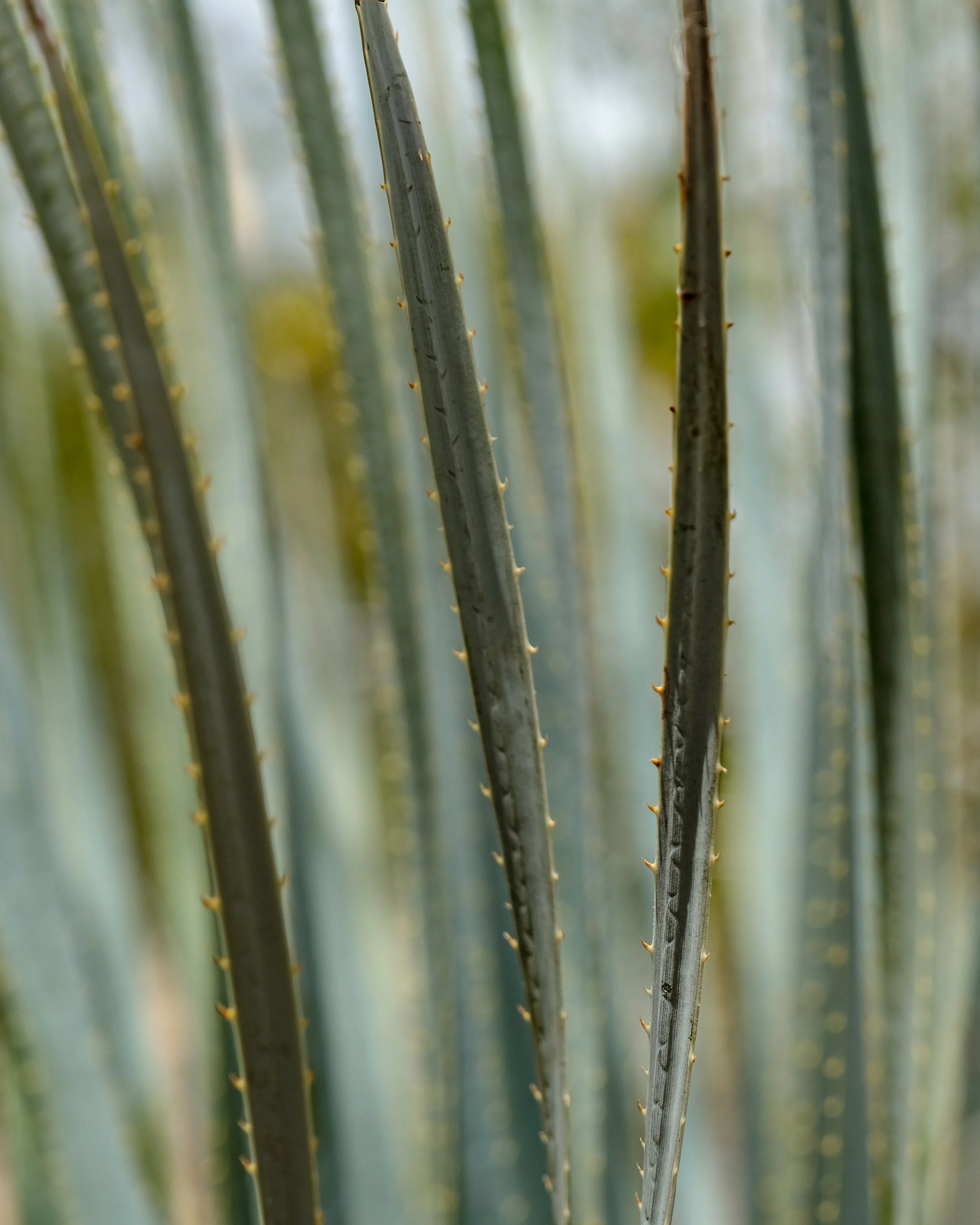 Phoenix Landscape 16x10-1.jpg