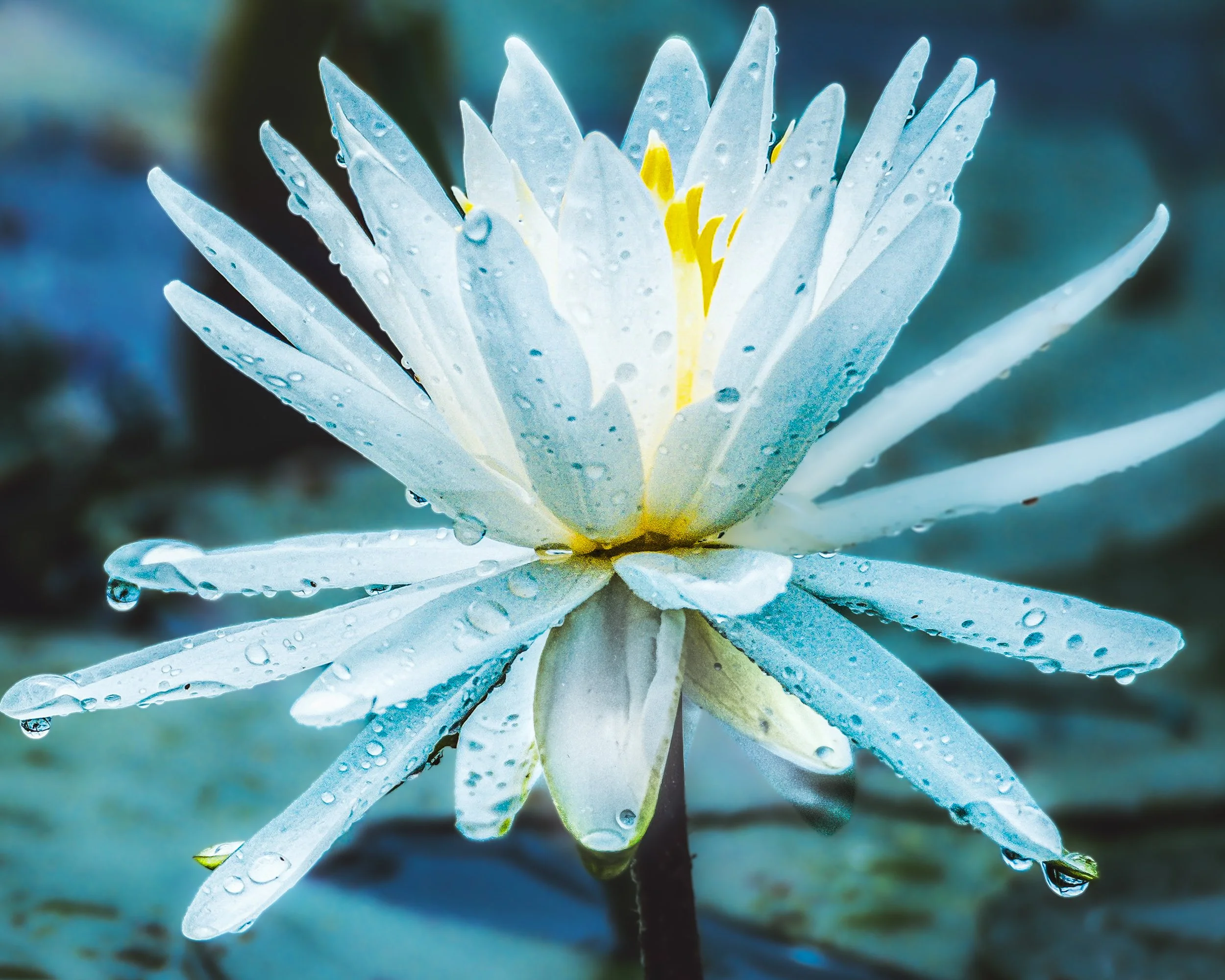 waterlily straightened 2.jpg