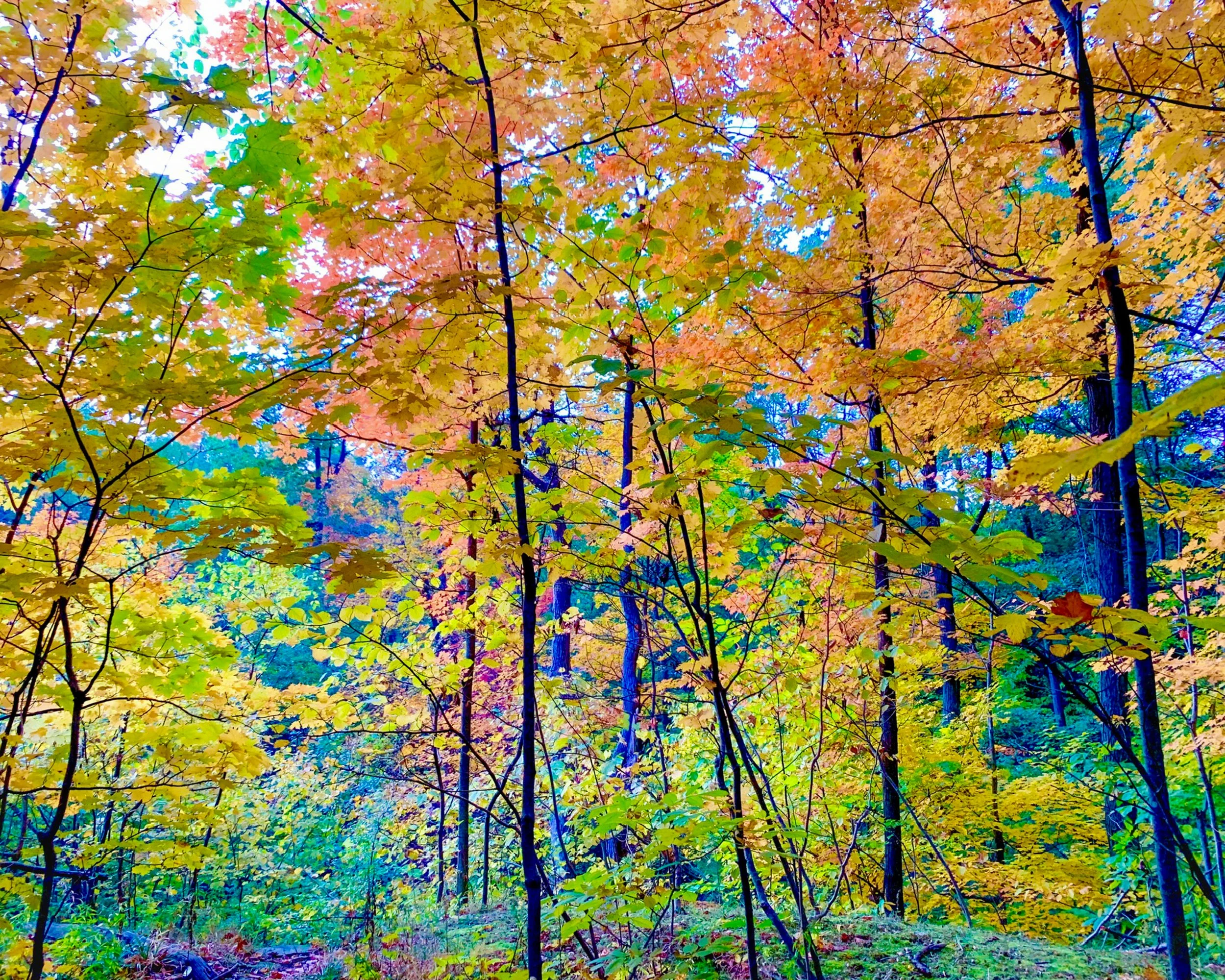 Autumn Treescape.jpg