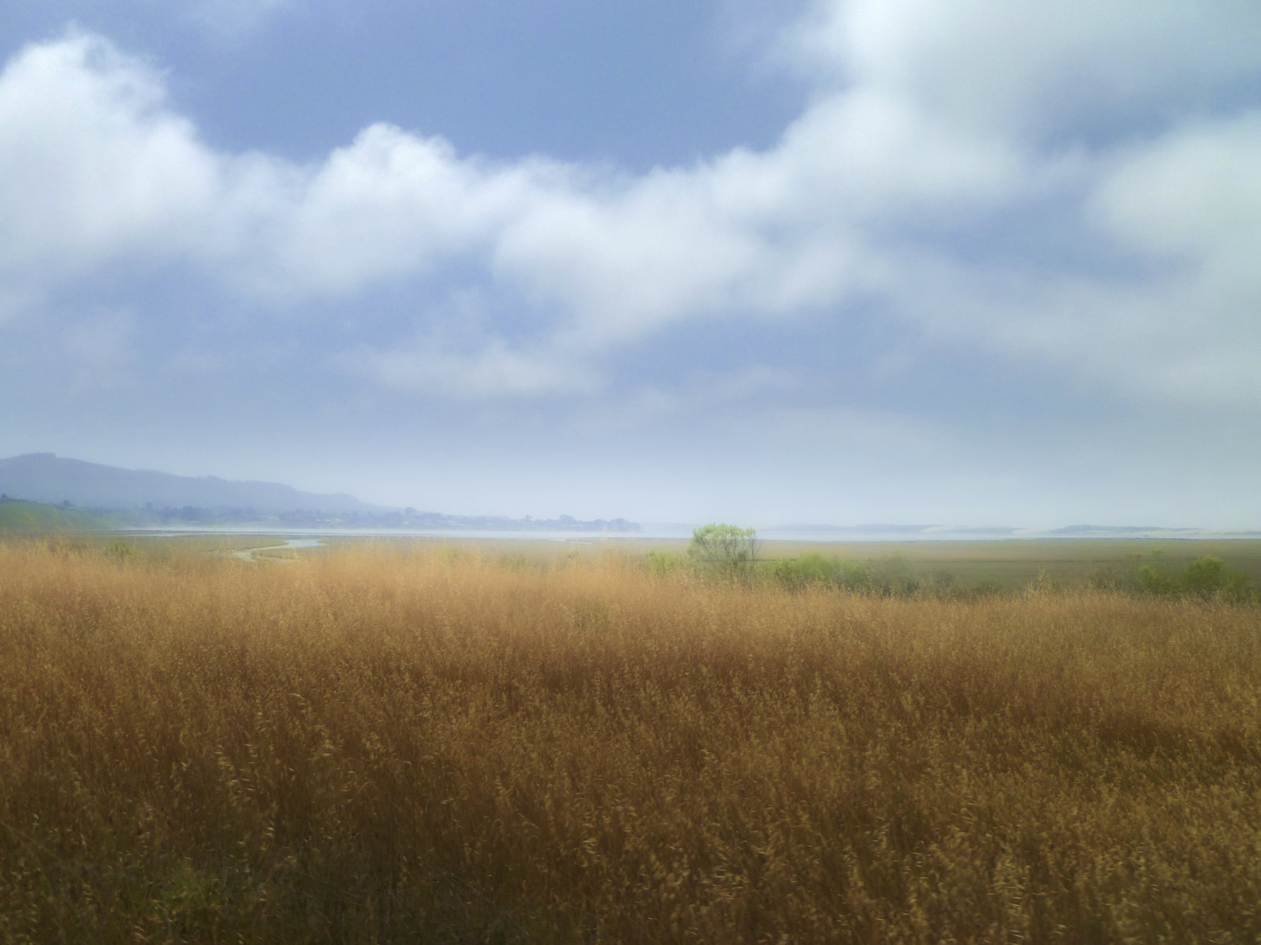 CA Central coastal grasses-.jpg