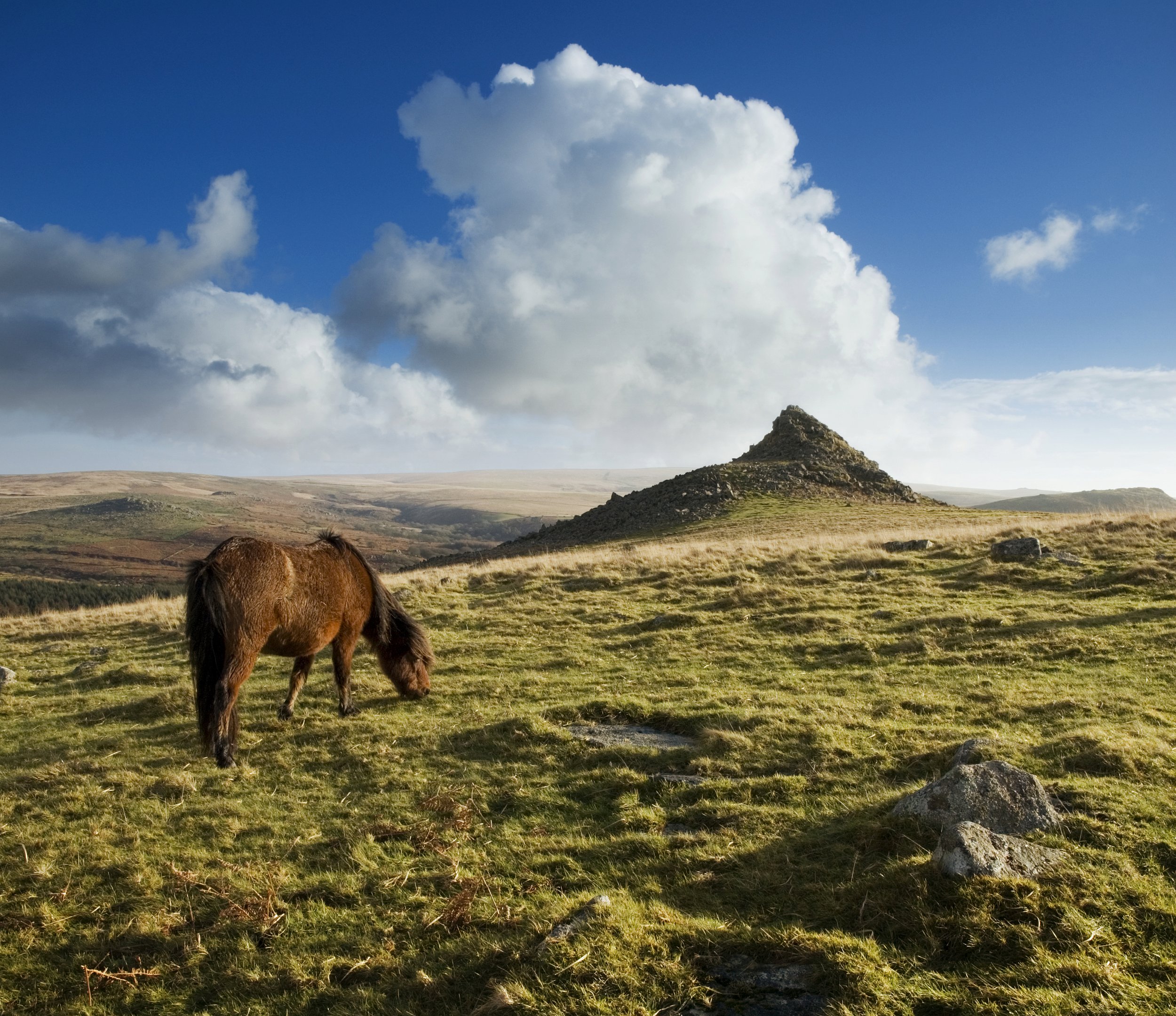 Dartmoor Pony iS.jpg