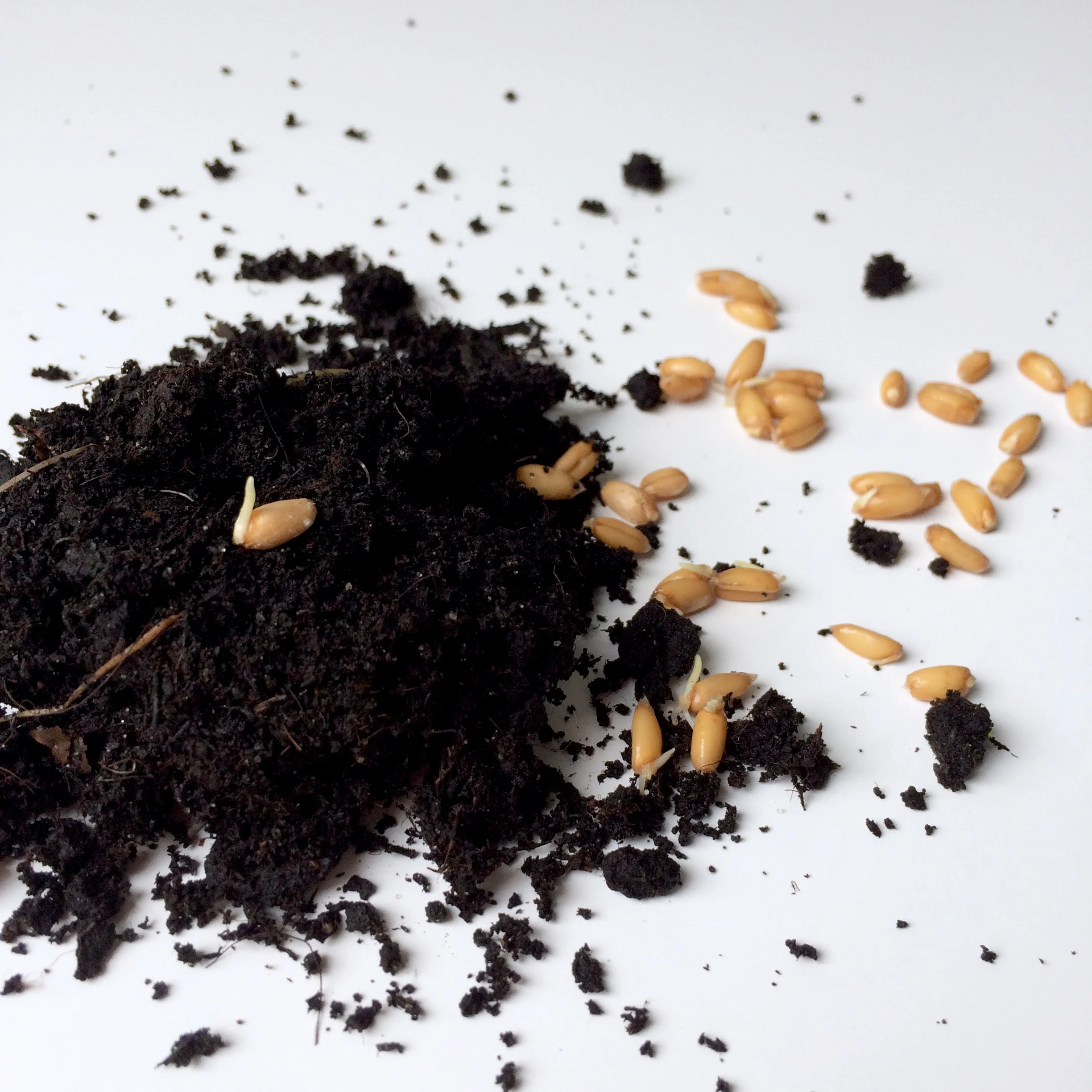 kleinewilde_vollkorngetreide_superfood_keimprobe.jpg