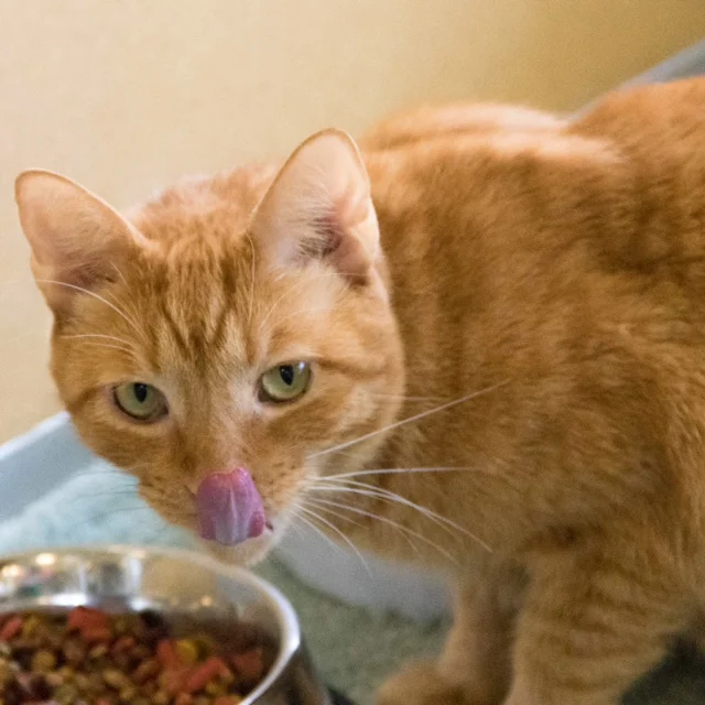 pawliecc.jpg