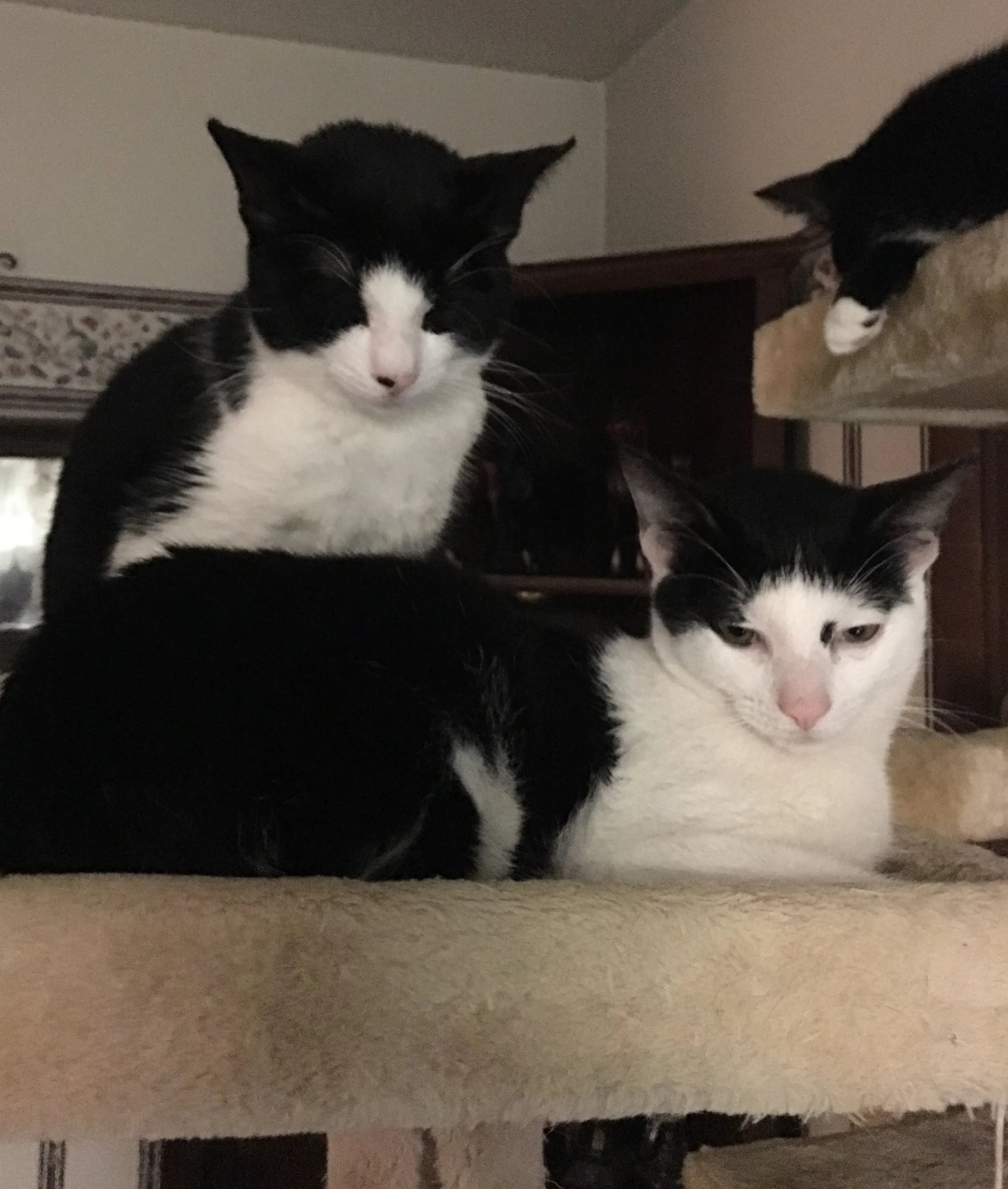 Moo & Cookie.jpg