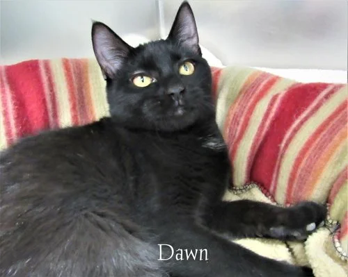 Dawn.jpg