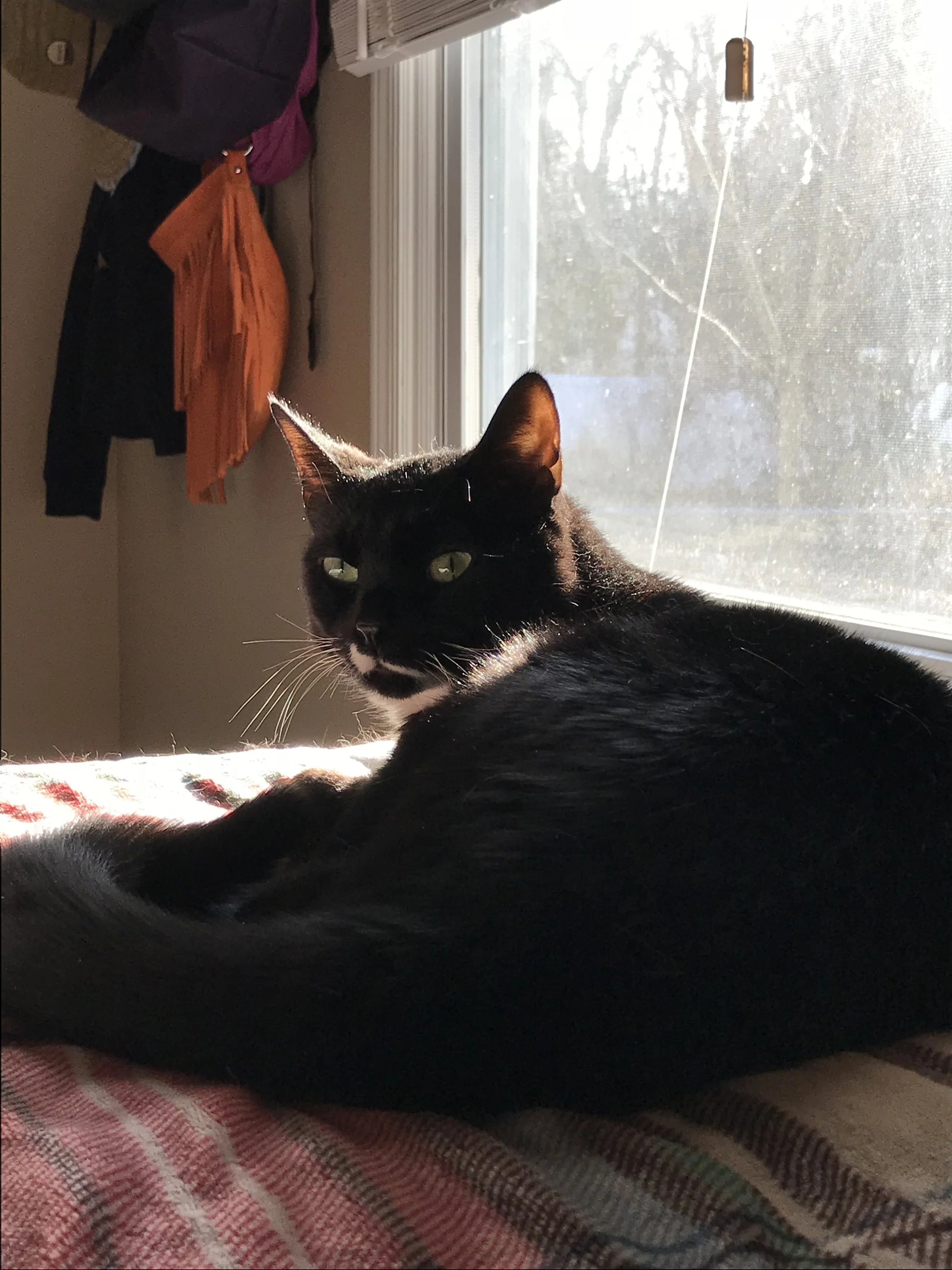 Binx.jpeg
