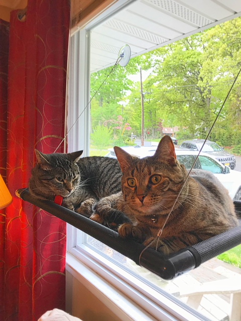 MackieAndMillie05302018.jpeg
