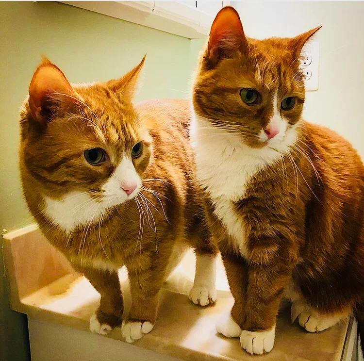 Tipsy & Tetra.jpg