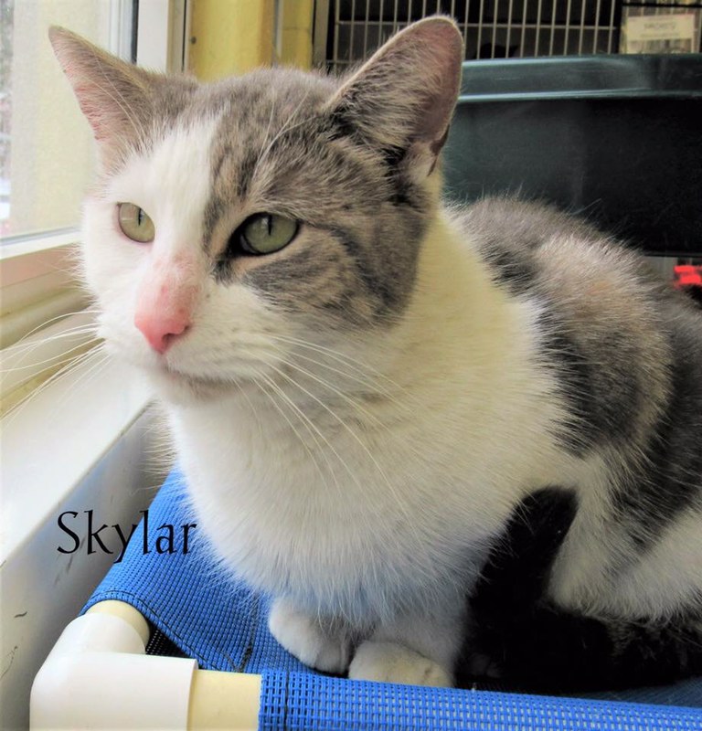 Skylar.jpeg